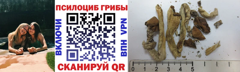 где можно купить наркотик  Кингисепп  Галлюциногенные грибы мицелий 